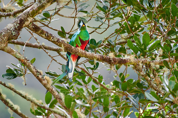 brightly colorful male Resplendent quetzal on a wild avocado tree