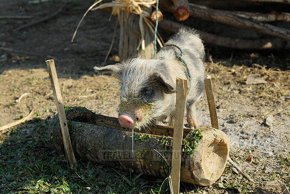 funny domestic pig in a village near Lake Inle