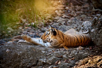 Bengal tiger (Panthera tigris tigris)