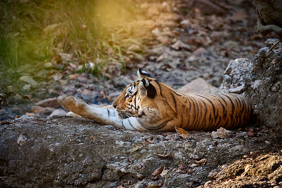 Bengal tiger (Panthera tigris tigris)