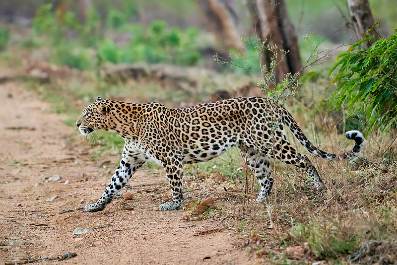 Indian leopard (Panthera pardus fusca)