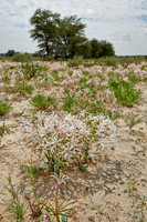 vleilelie, Nerine laticoma