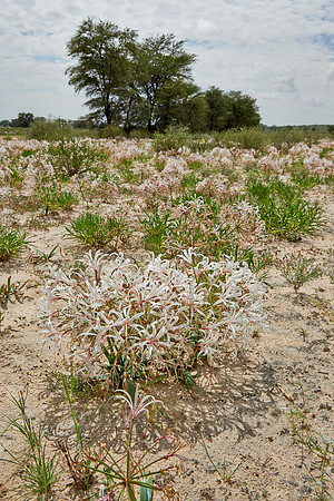 vleilelie, Nerine laticoma
