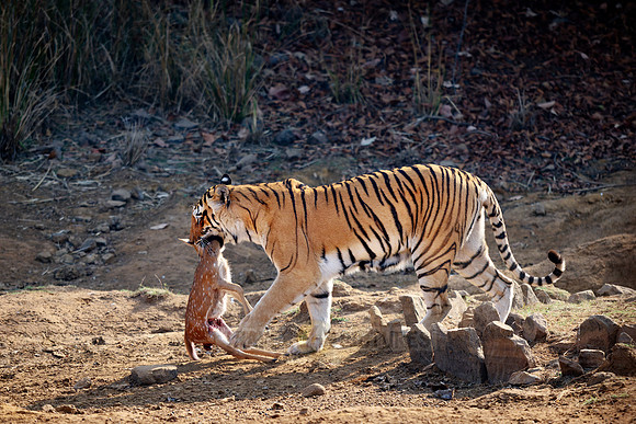 Tiger with prey in mouth