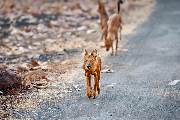 pack of dhole (Cuon alpinus) or indian wild dog