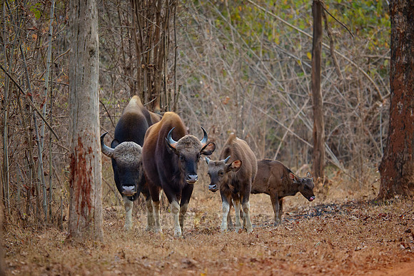Indian Gaur (Bos gaurus)