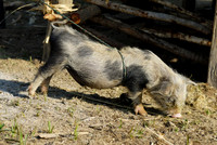 funny domestic pig in a village near Lake Inle