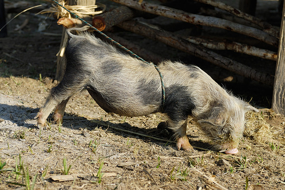 funny domestic pig in a village near Lake Inle