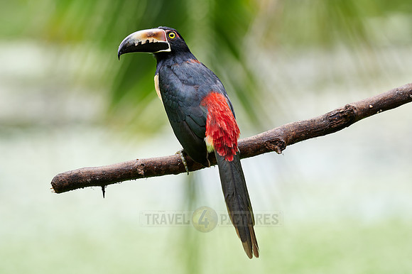 collared aracari (Pteroglossus torquatus)