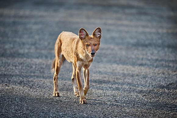 dhole (Cuon alpinus) or indian wild dog