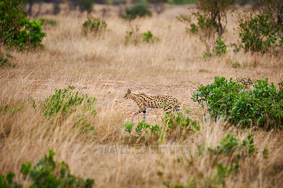 Serval (Leptailurus serval)