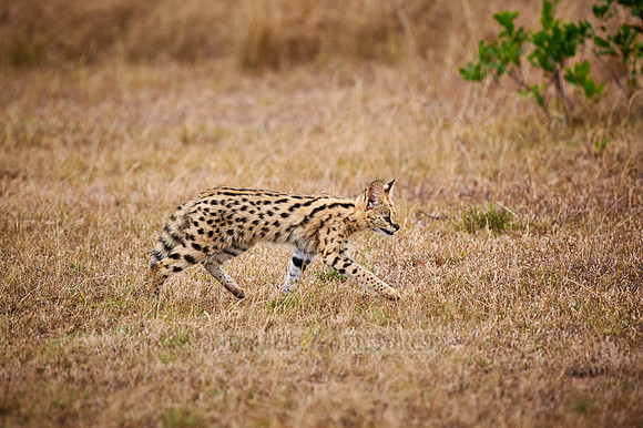 Serval cub (Leptailurus serval)