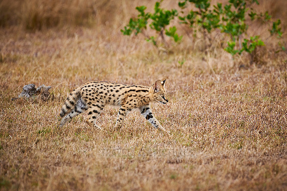 Serval cub (Leptailurus serval)