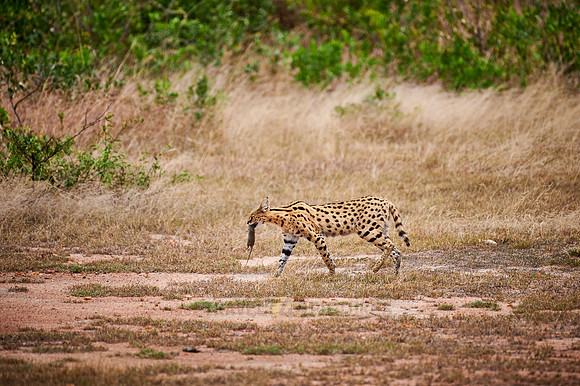 Serval with mouse as prey in mouth