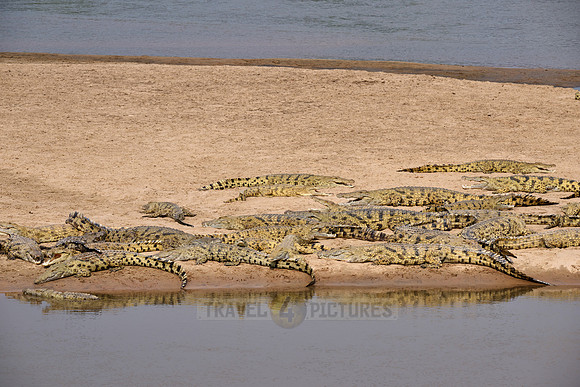 Large group of Nile crocodiles (Crocodylus niloticus) on a sandbank of the Luangwa River