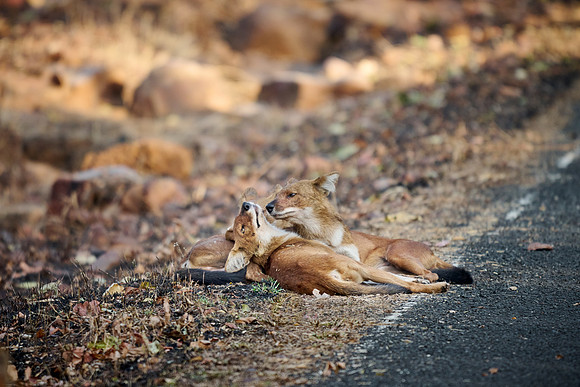 pack of dhole (Cuon alpinus) or indian wild dog