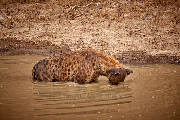 spotted hyena (Crocuta crocuta) trying to catch fish in a pond