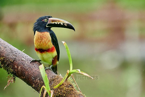 collared aracari (Pteroglossus torquatus)
