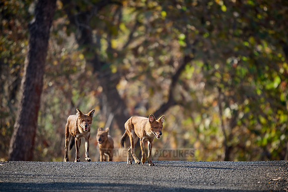 pack of dhole (Cuon alpinus) or indian wild dog