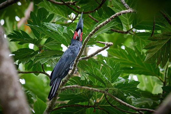 palm cockatoo (Probosciger aterrimus), also known as the goliath cockatoo or great black cockatoo