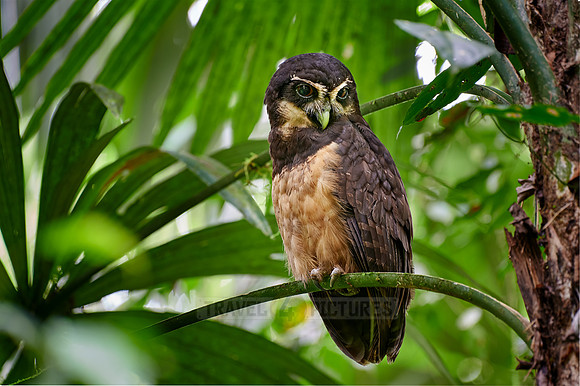 spectacled owl (Pulsatrix perspicillata saturata)