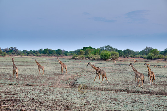 Thornicroft's giraffe (Giraffa camelopardalis thornicrofti)