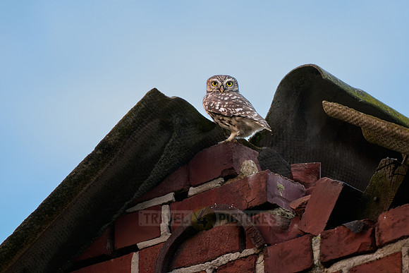 little owl (Athene noctua) also known as the owl of Athena or owl of Minerva on a roof