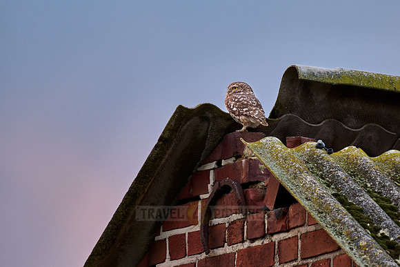 little owl (Athene noctua) also known as the owl of Athena or owl of Minerva on a roof