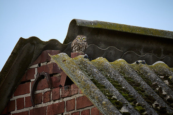 little owl (Athene noctua) also known as the owl of Athena or owl of Minerva on a roof