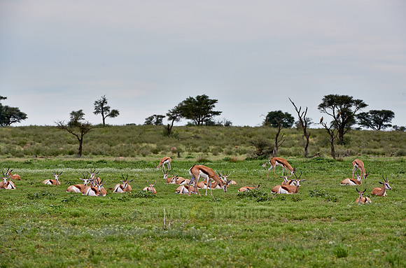 Springbok, Antidorcas marsupialis