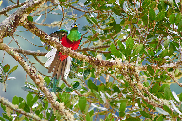 brightly colorful male Resplendent quetzal on a wild avocado tree