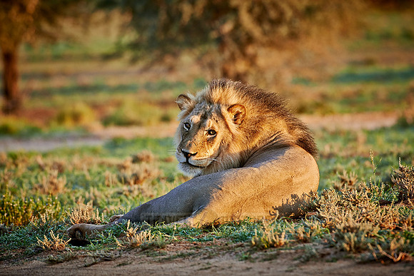 Loewe (Panthera Leo) |male lion (Panthera leo)|