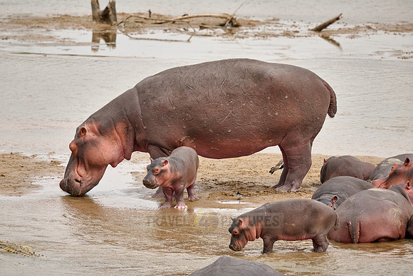 herd of hippos (Hippopotamus amphibius) with babys in Luangwa river