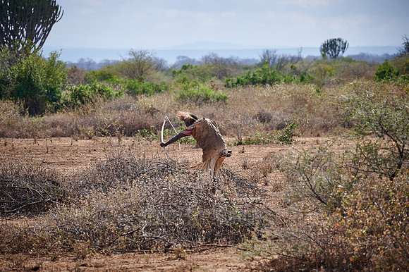 hunting bushmen of Hadza tribe with bow and arrow