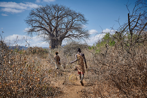 hunting bushmen of Hadza tribe with bow and arrow