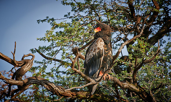 Bateleur eagle