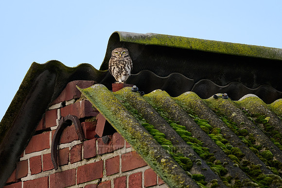 little owl also known as the owl of Athena or owl of Minerva on a roof|