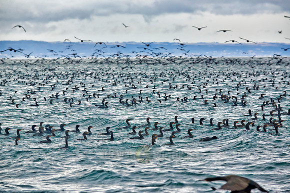 huge swarm of cormorants in Mossel Bay