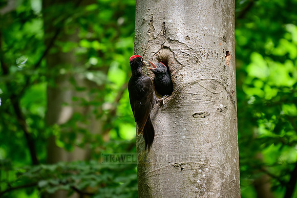 black woodpecker feeds fledgling at tree hollow