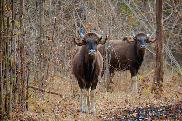 Indian Gaur (Bos gaurus)