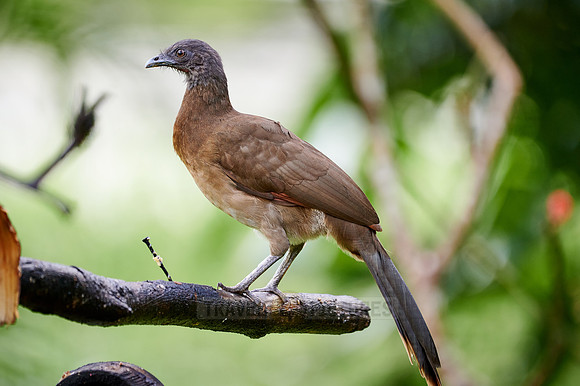 grey-headed chachalaca (Ortalis cinereiceps)