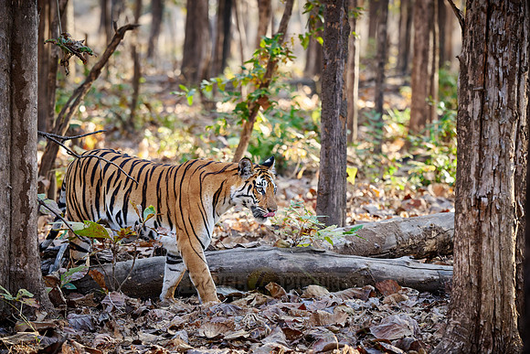 Bengal tiger (Panthera tigris tigris)