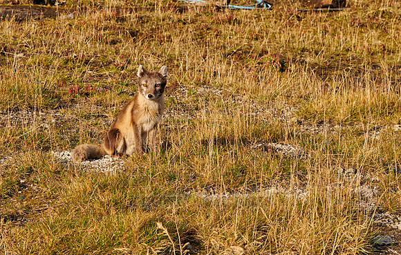 Arctic fox (Vulpes lagopus)