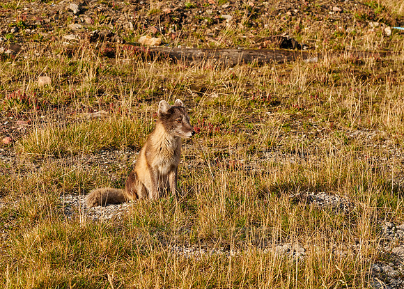 Arctic fox (Vulpes lagopus)
