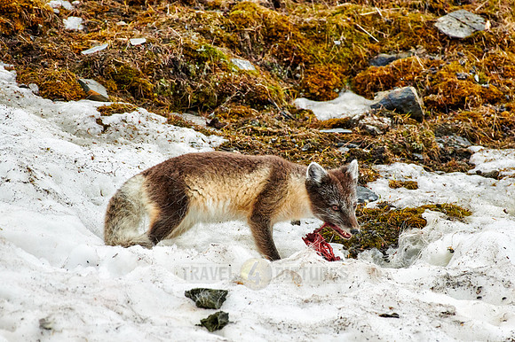 Arctic fox with summer fur and dead bird as a prey