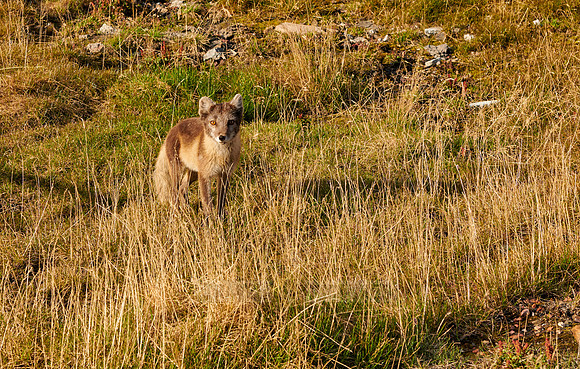 Arctic fox (Vulpes lagopus)
