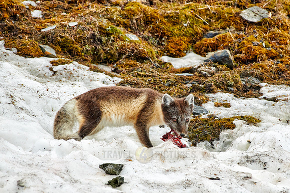 Arctic fox with summer fur and dead bird as a prey