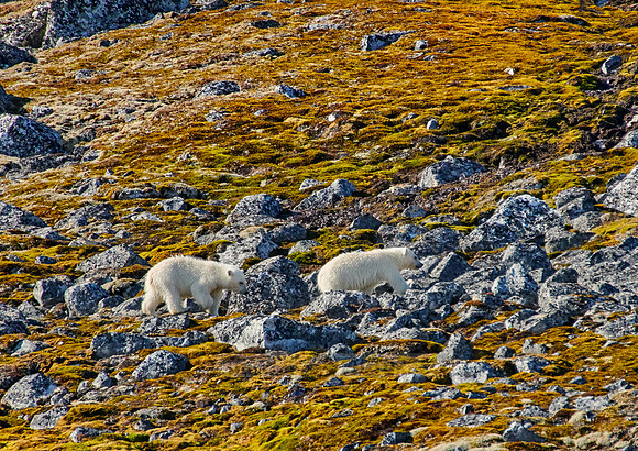 two polar bear cubs (Ursus maritimus)