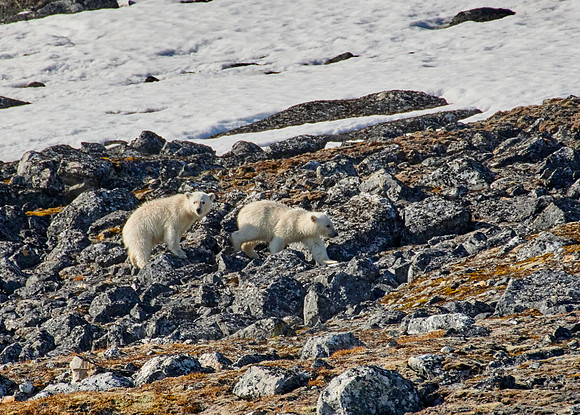 two polar bear cubs (Ursus maritimus)