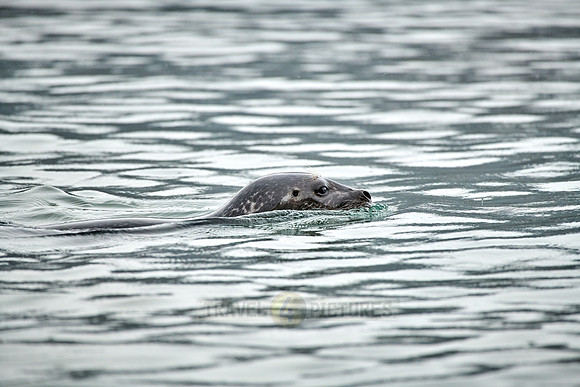 harbor seal (Phoca vitulina)